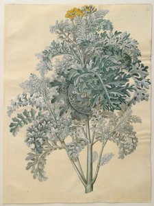 Senecio bicolor